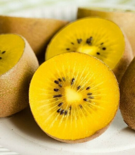 Actinidia chinensis ‘Giallo’ samičia rastlina